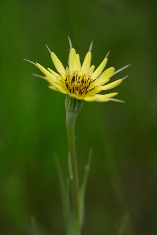 a close up of the top portion of a yellow flower