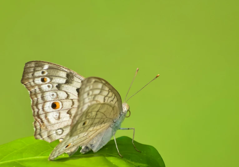an image of a erfly with big eyes on the green leaf