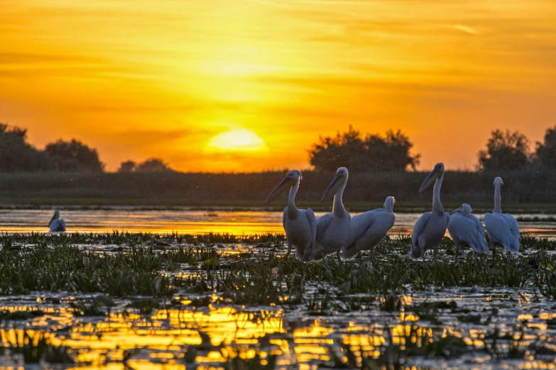 several geese grazing in the water on a grassy shore at sunset