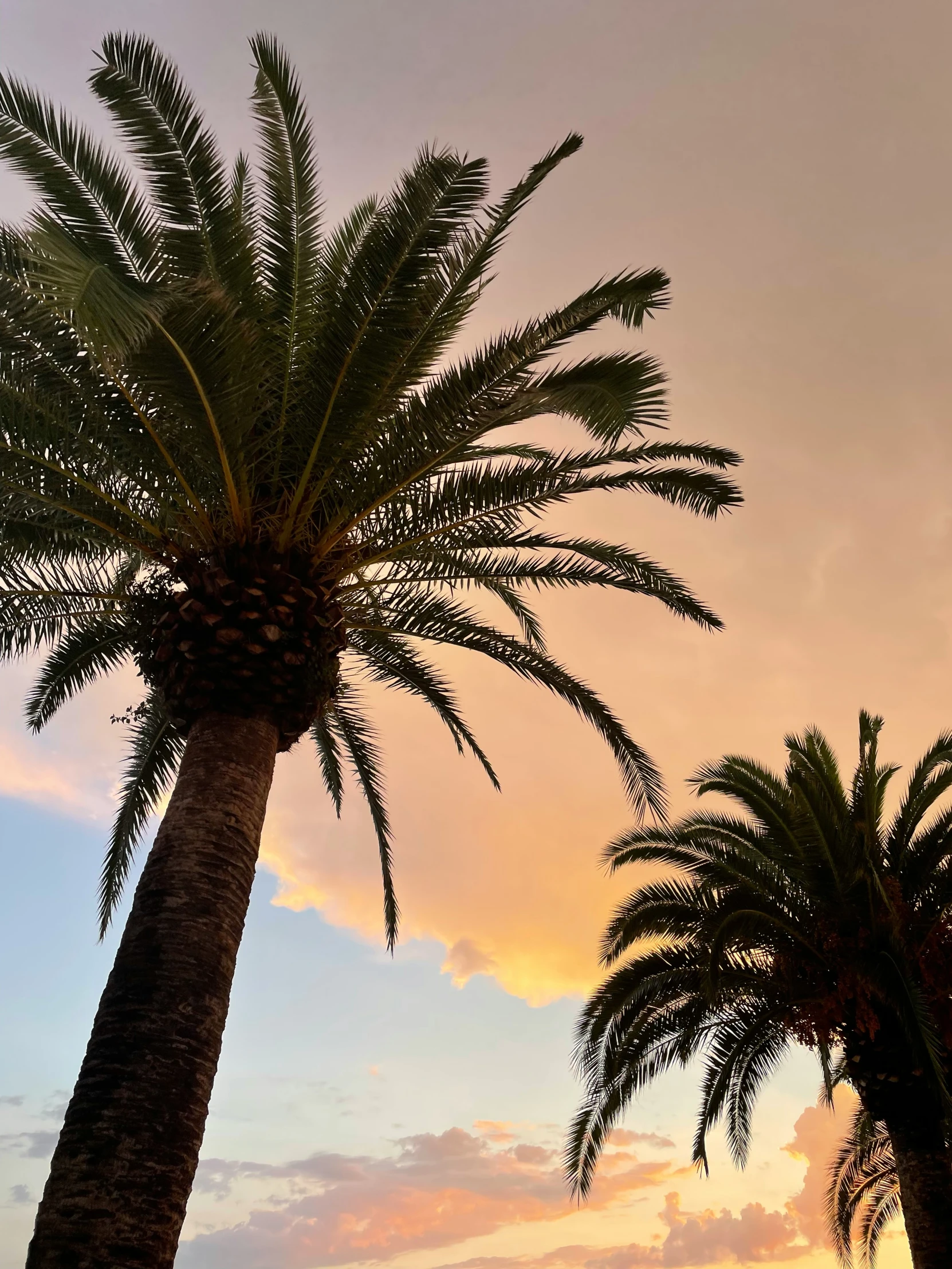 a couple of palm trees are in front of a bright sky