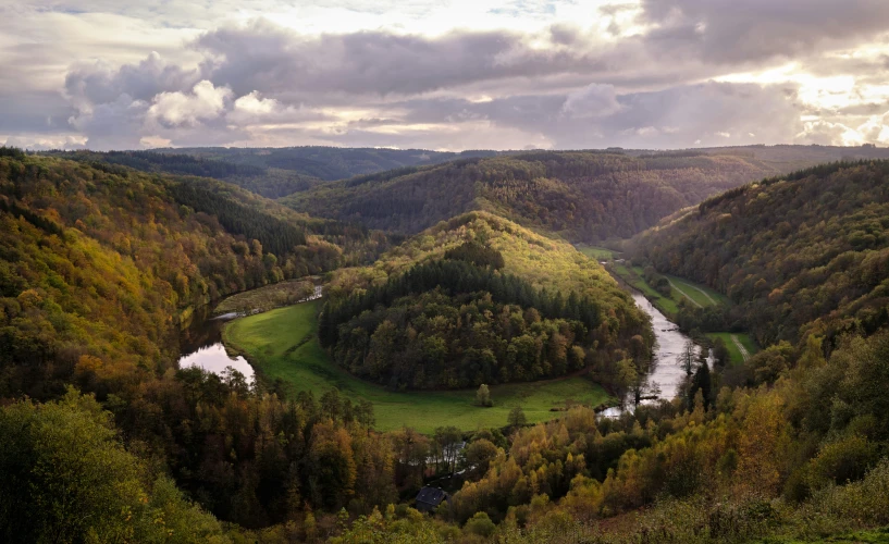 green trees in the forest overlooking a river