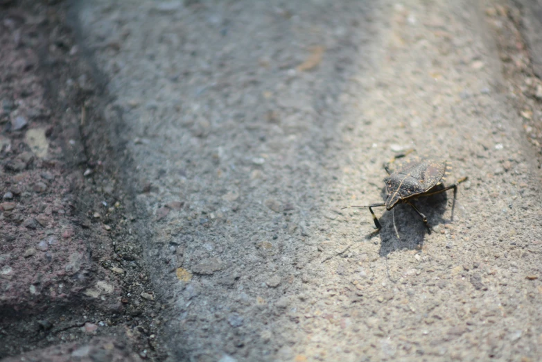 there is a small bug standing on concrete