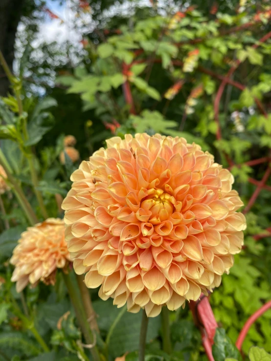 a flower with large petals is near a shrub