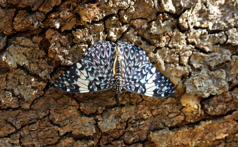 the two erfly are perched on a tree