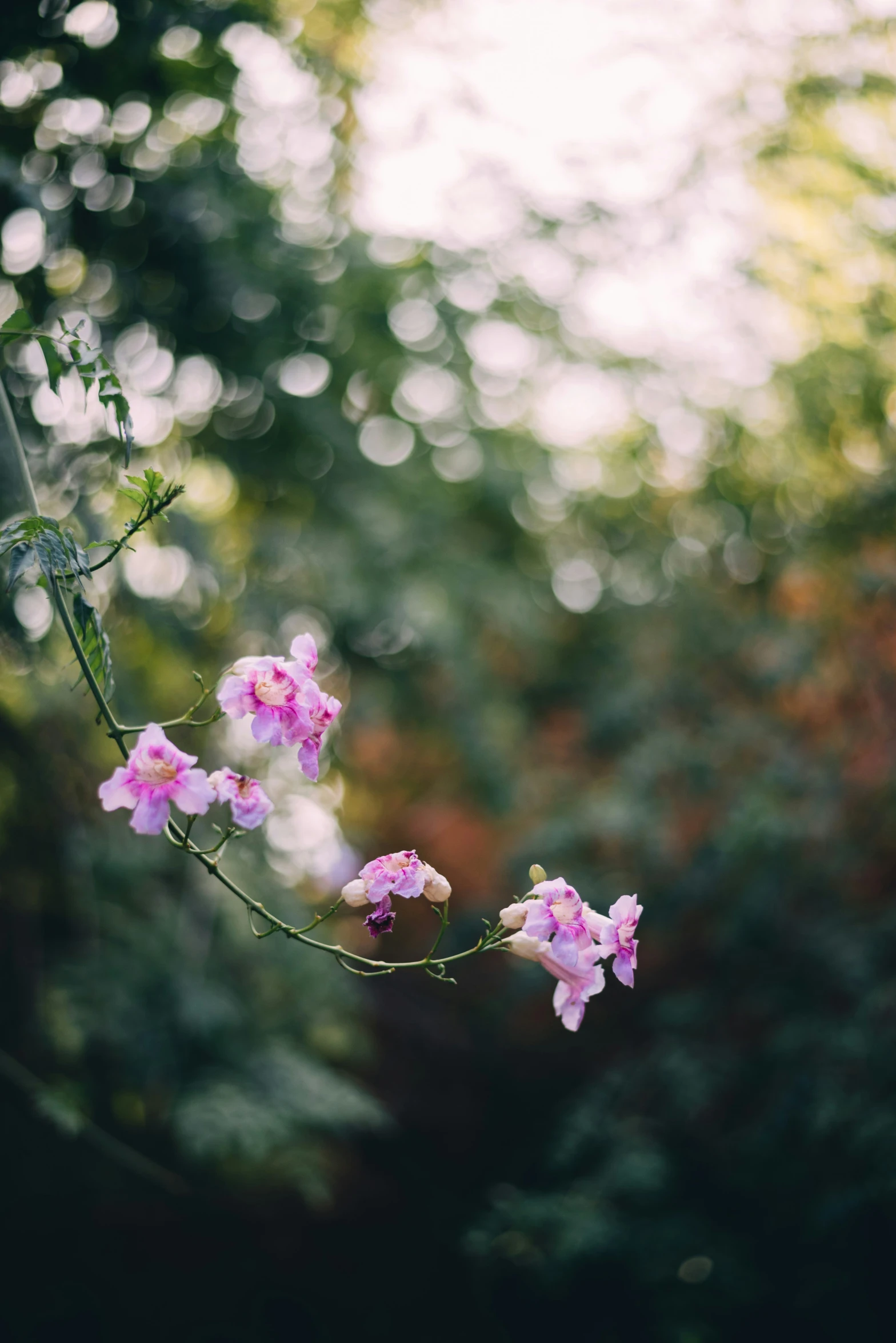 there are some purple flowers that are in bloom