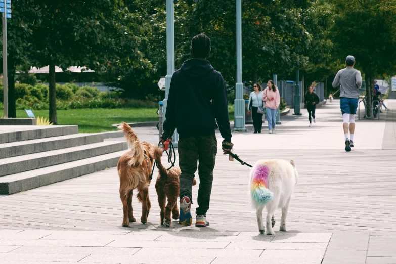 a man is walking his dogs on the boardwalk