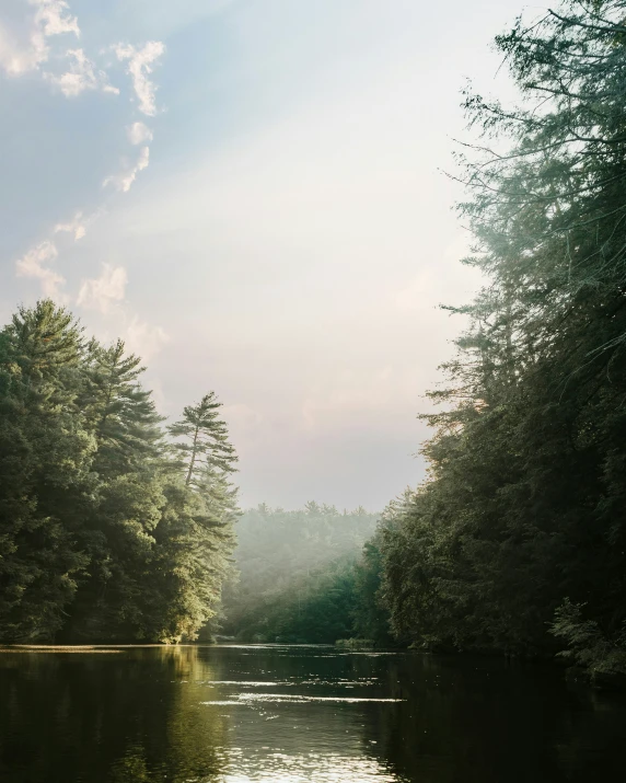 a calm river surrounded by forest filled with trees