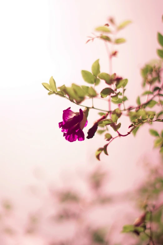 a purple flower is hanging off a tree