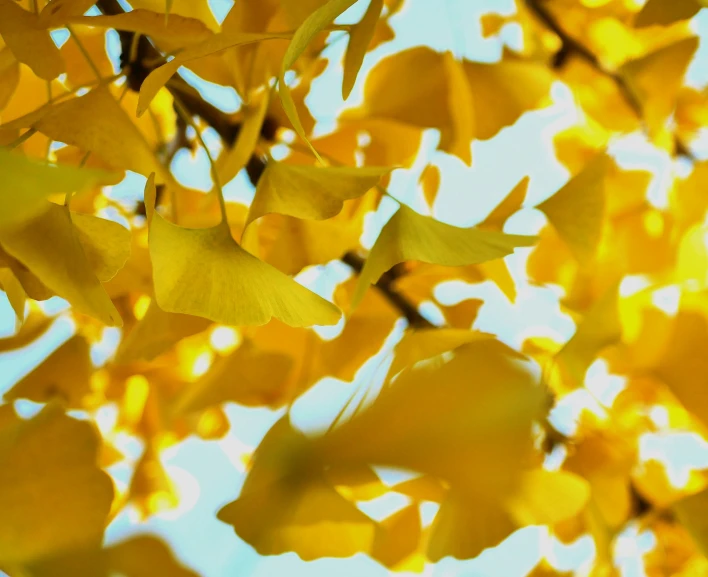 a nch with yellow leaves over a blue sky