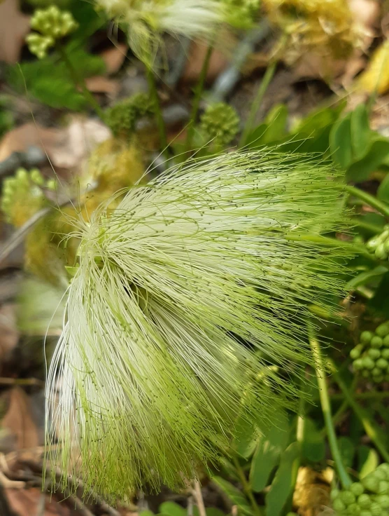 a green seed is shown on the grass