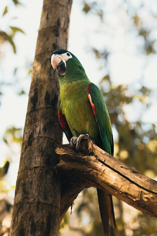 a colorful bird standing on top of a tree nch