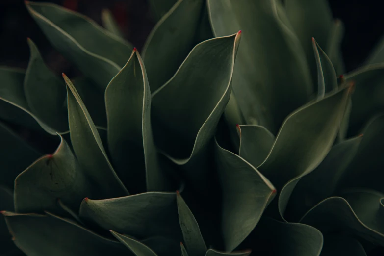 closeup s of green leaves that are starting to turn brown