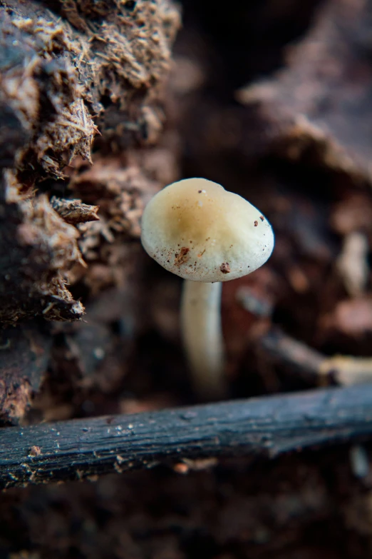 there is a white mushroom growing in the dirt