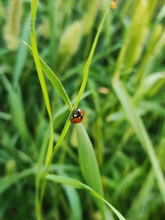 a bug sitting on top of a green leafy plant