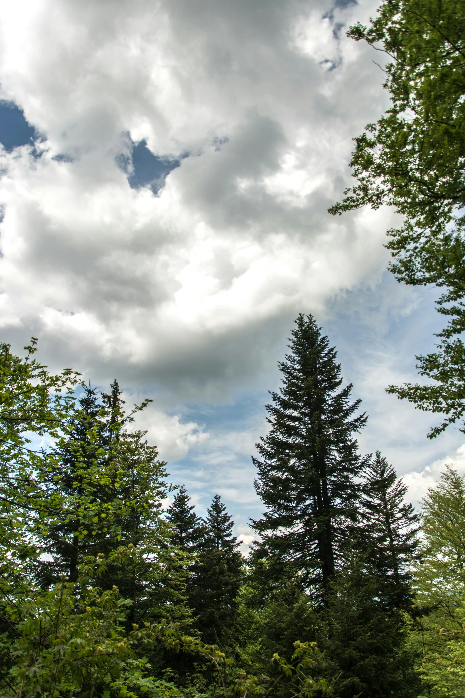 a view looking down at a forest with a cloudy sky