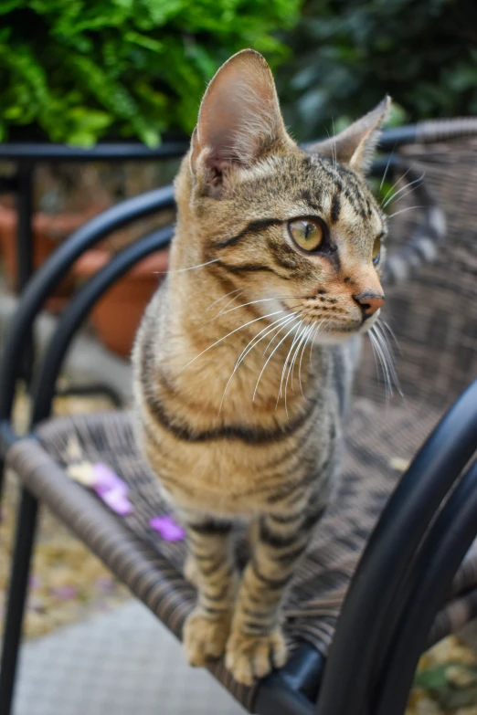 a very cute cat sitting on top of a chair