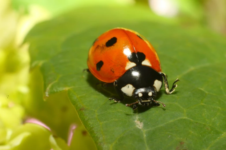 an orange and black lady bug on a green leaf