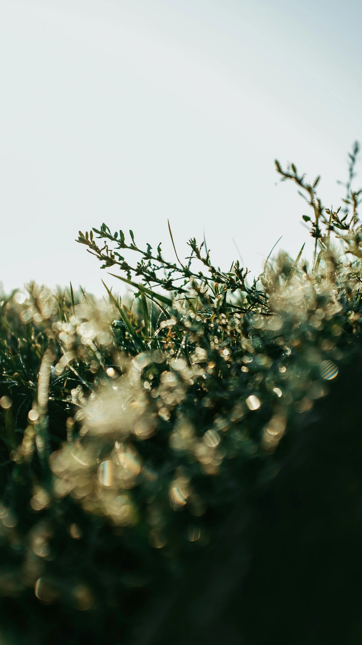 sunlight shines on grass, which is green