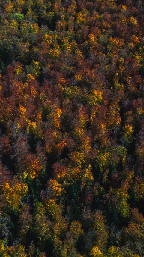 a aerial view of a large field with a few trees in fall colors