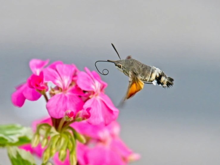 a humming bird flying near some pink flowers