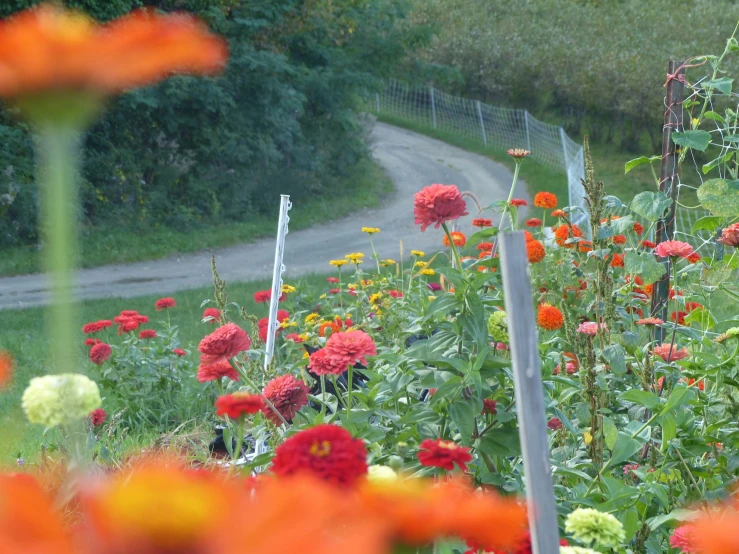 a garden of red, orange and yellow flowers next to a road