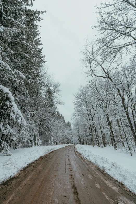 snow covered trees line a path with a gravel road