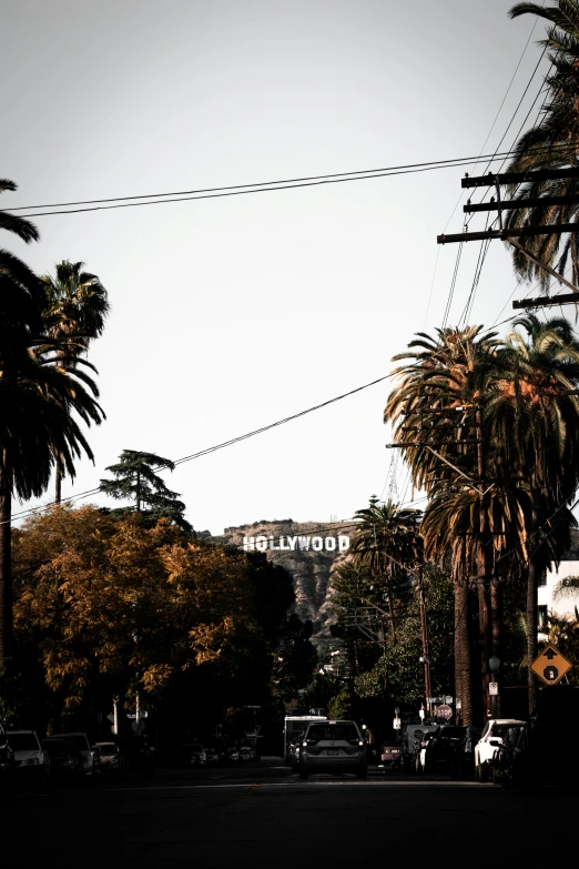 a very tall palm tree standing above a street