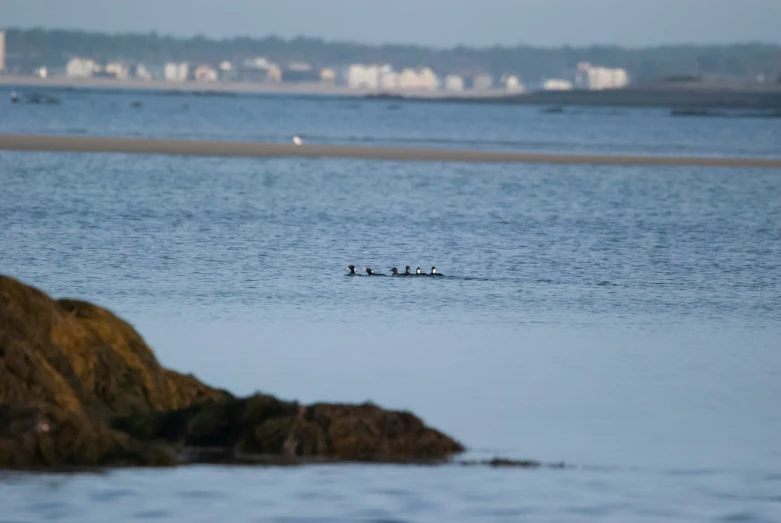 several birds are swimming together in the water