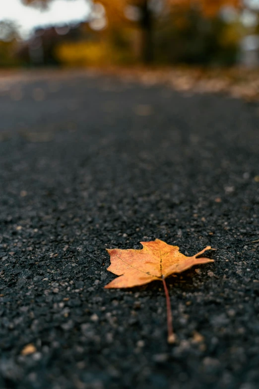 a leaf lying on the ground next to the road