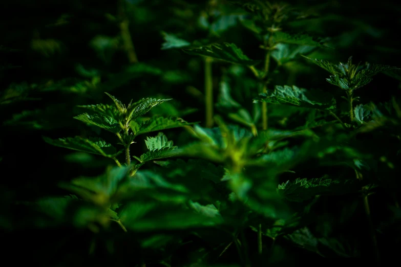 green leaves with no stems in the dark