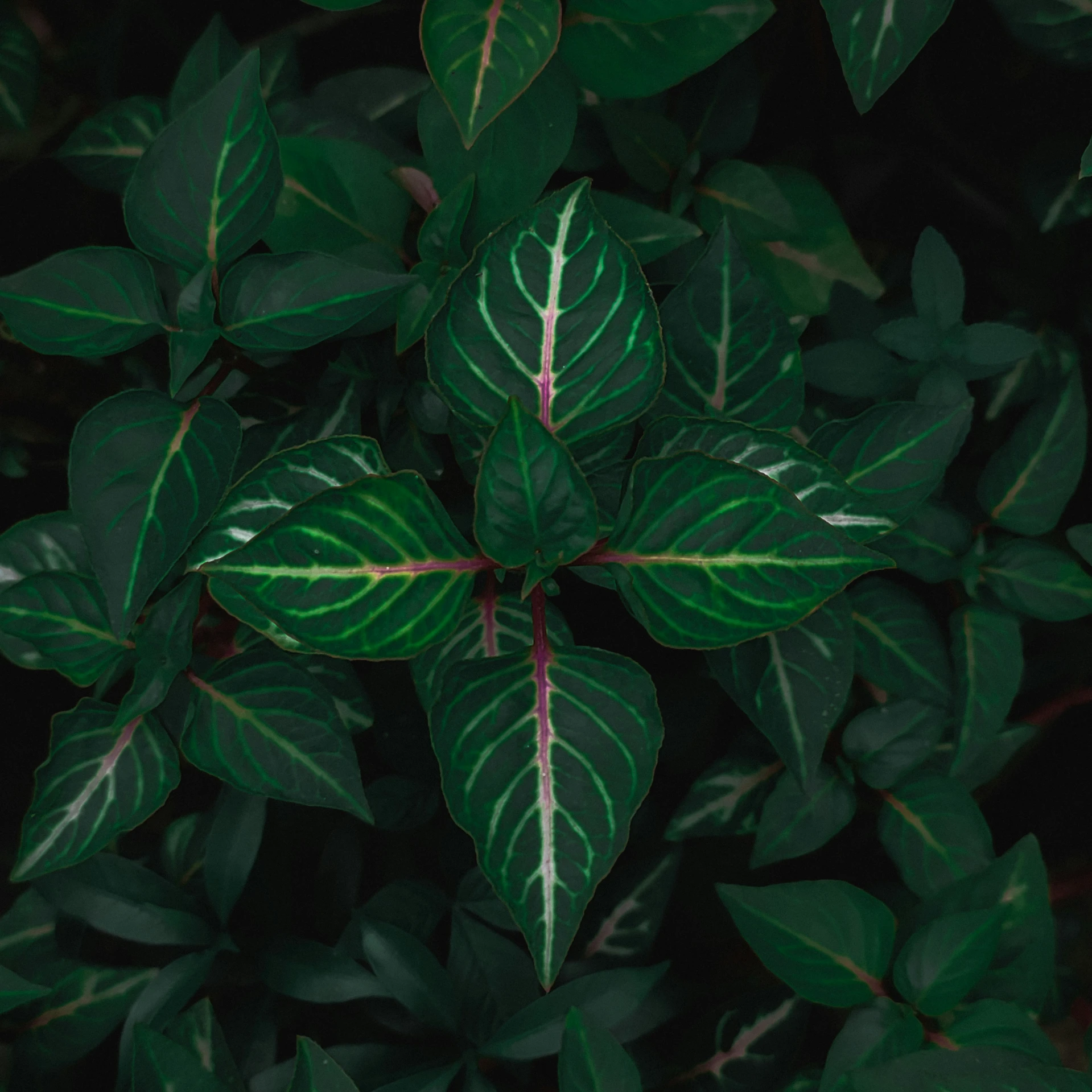 the green leaves are on top of the green plant