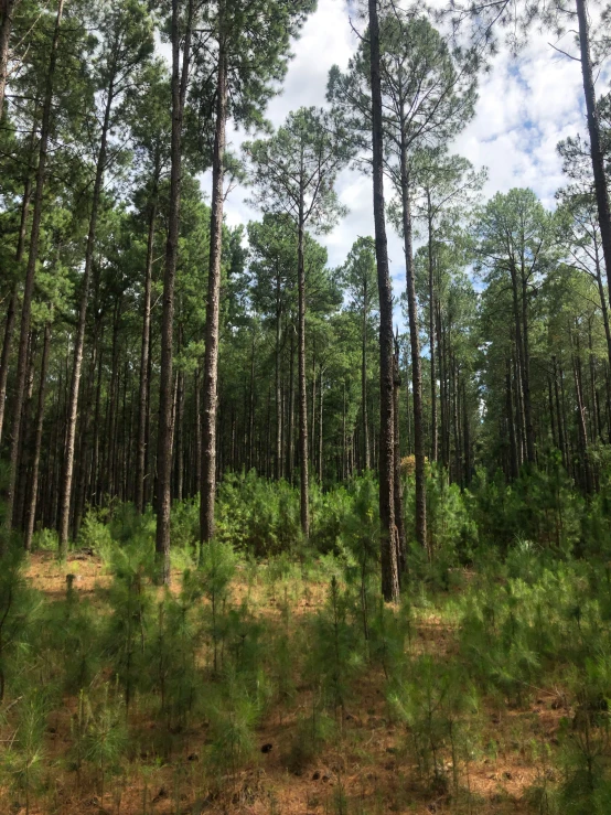 a picture of the forest from a high point of view