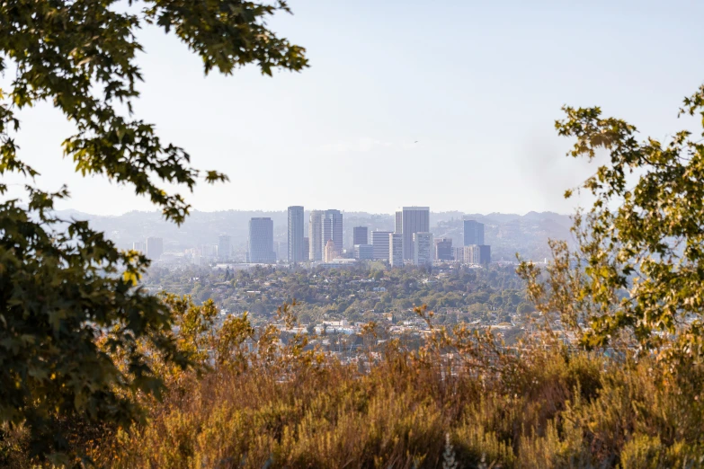 a view of the city from behind some bushes