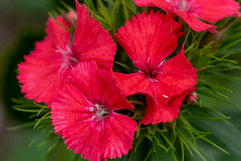 closeup image of bright red flowers with green stems