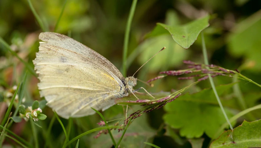 a white erfly rests on a green plant