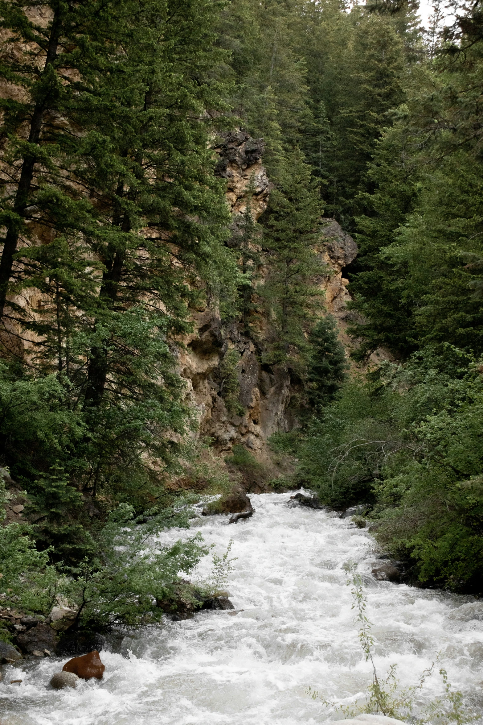 a river surrounded by a forest filled with lots of tall trees