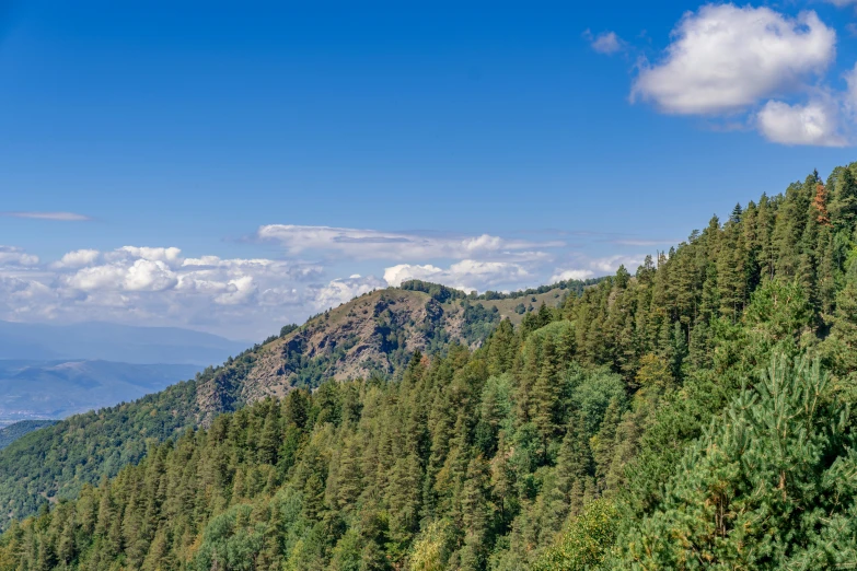 green pine trees lining the edge of a mountain