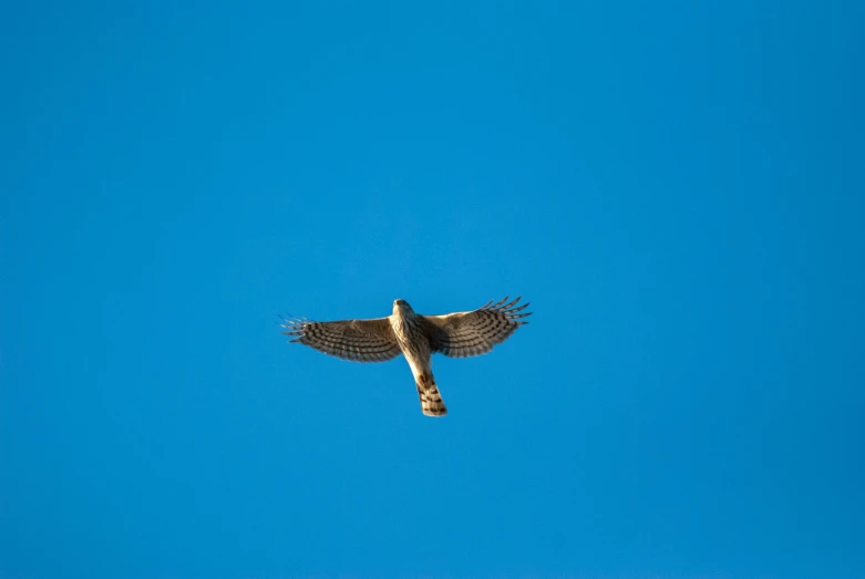 an owl soaring high in the blue sky