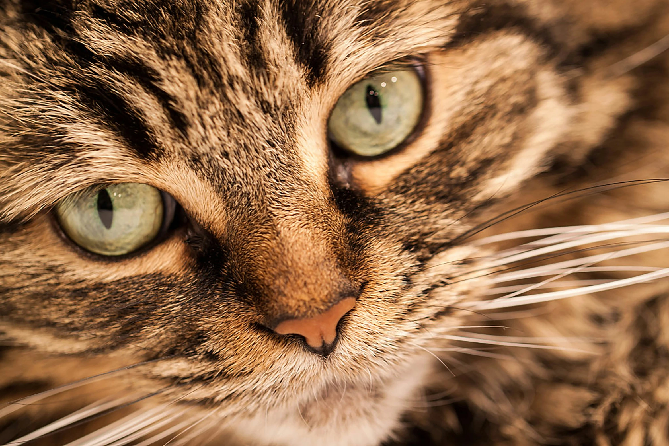 a striped cat with green eyes stares ahead