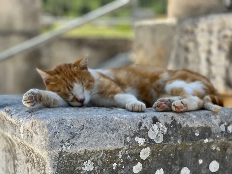 an orange and white cat laying on a cement wall