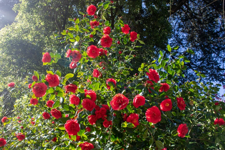 several red roses in an open area with lots of trees