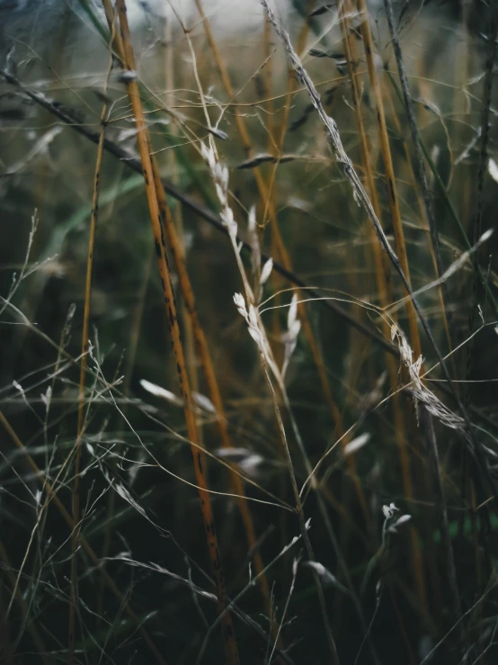 tall yellow grass moving in the wind