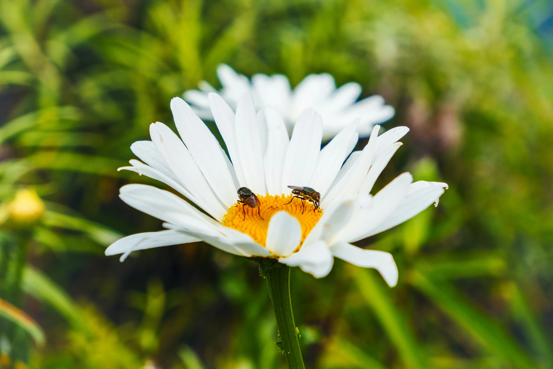 two flies are perched on the back of a white flower