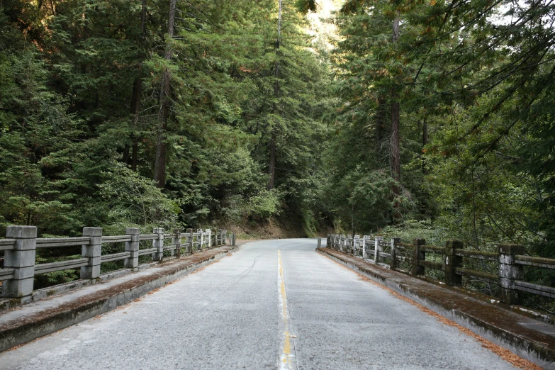 a white and grey paved road with many trees