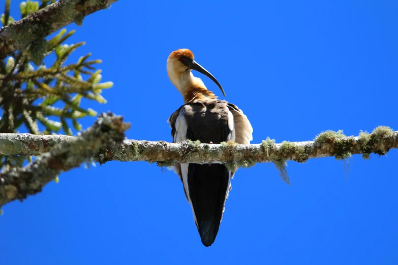 the bird has long curved bill and is sitting on a nch