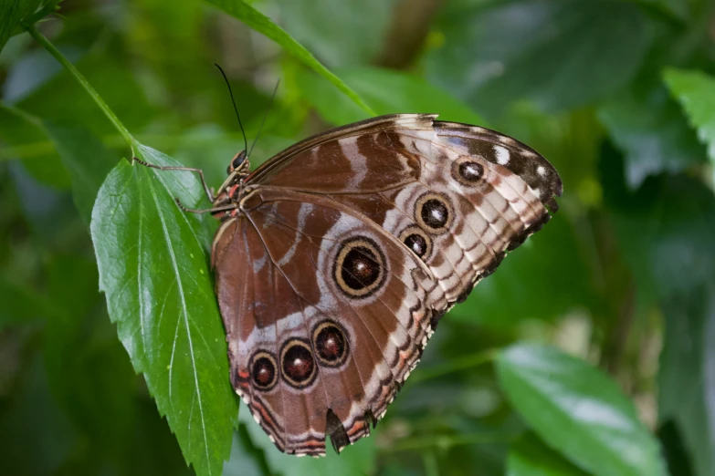 two brown erfly with small white spots perched on a green leaf