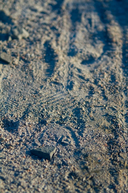 a bird sits on the edge of a beach