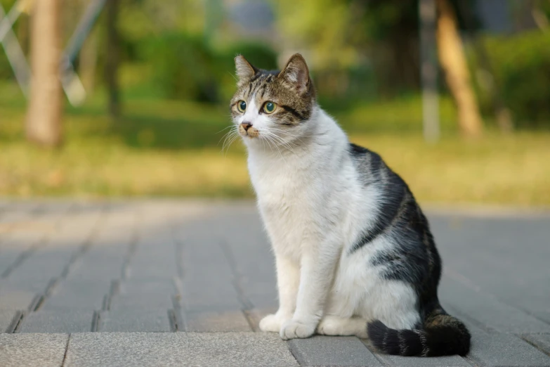 the cat is sitting on the sidewalk in the sunlight