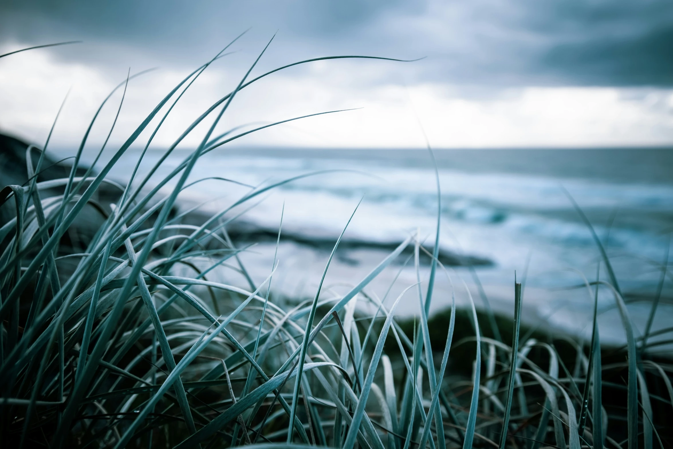 grass in front of the ocean with an overcast sky