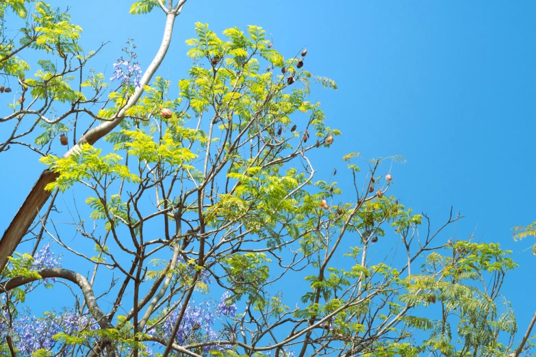 some tree nches and leaves against a blue sky